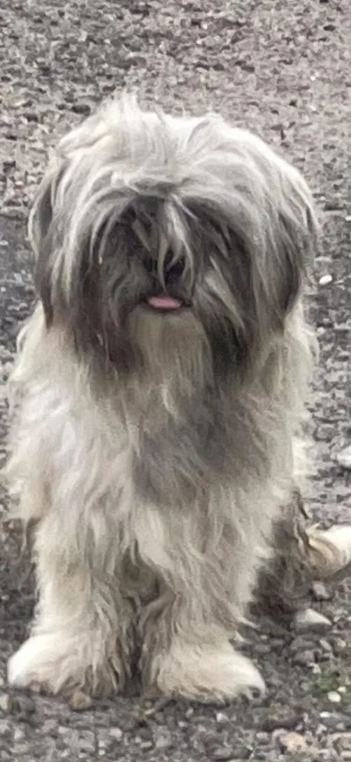 A young small-sized male Gray / Blue / Silver Maltese dog named Giarmo for adoption in Dallas, TX