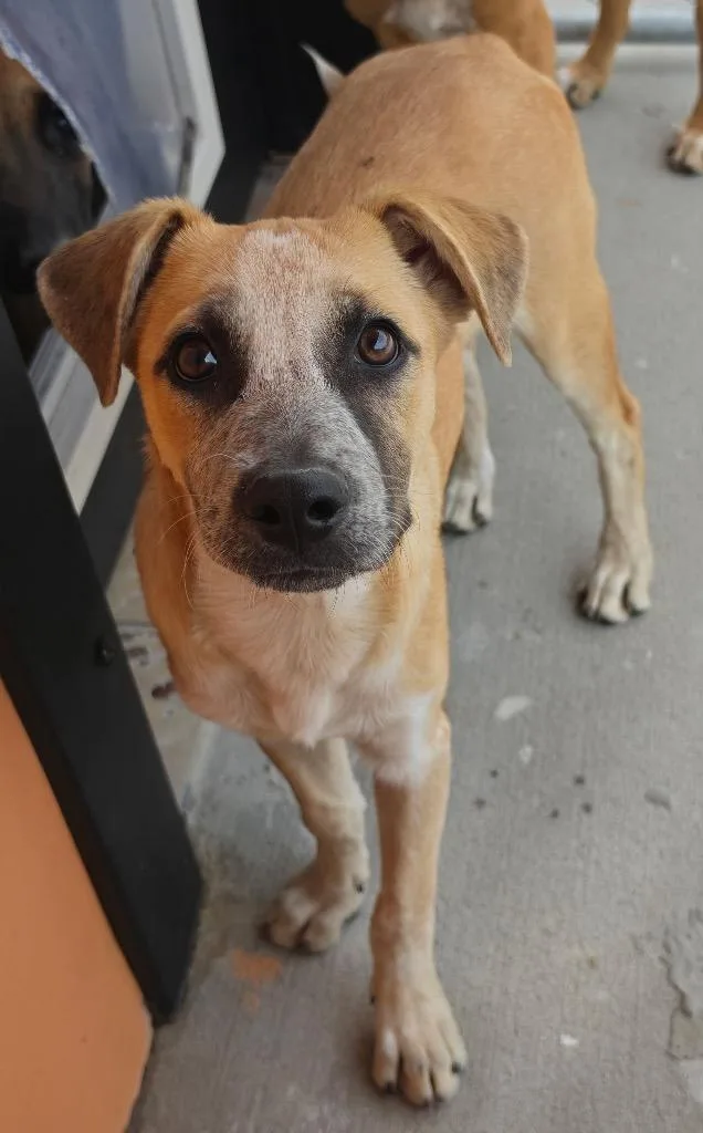 A baby medium-sized female Australian Cattle Dog / Blue Heeler dog named XiXi for adoption in Fort Lupton, CO