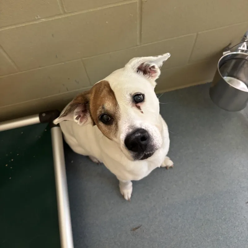A senior medium-sized female Labrador Retriever dog named Belle for adoption in Triadelphia, WV