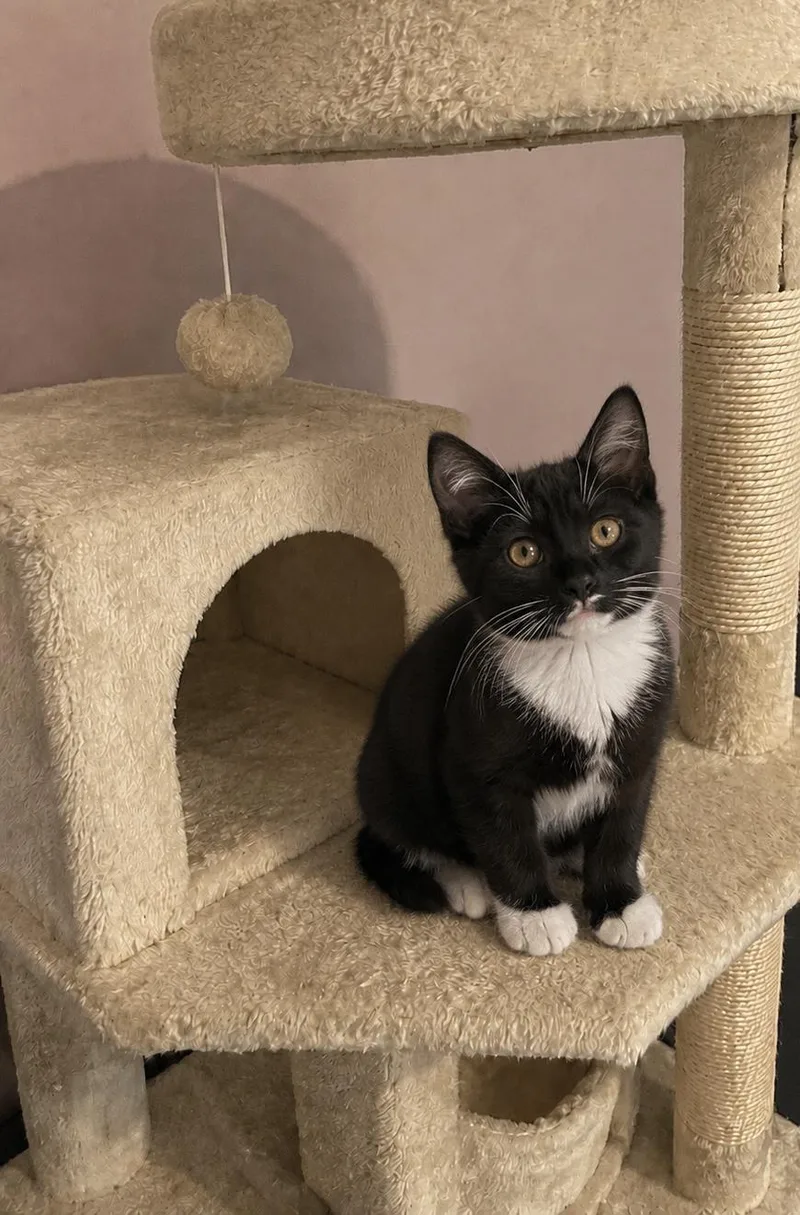 A young medium-sized female Black & White / Tuxedo Domestic Short Hair cat named Pringle for adoption in Belchertown, MA