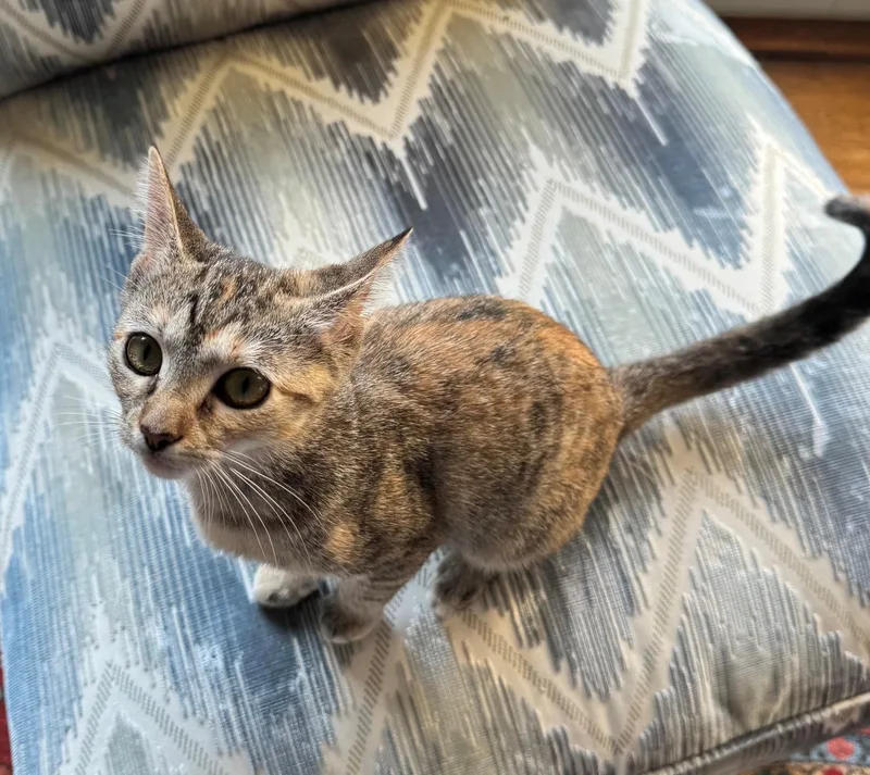 A baby small-sized female Torbie Domestic Short Hair cat named Aurora for adoption in Nashville, TN