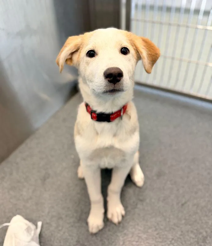 A baby medium-sized female Yellow Labrador Retriever dog named Jane for adoption in Portland, ME