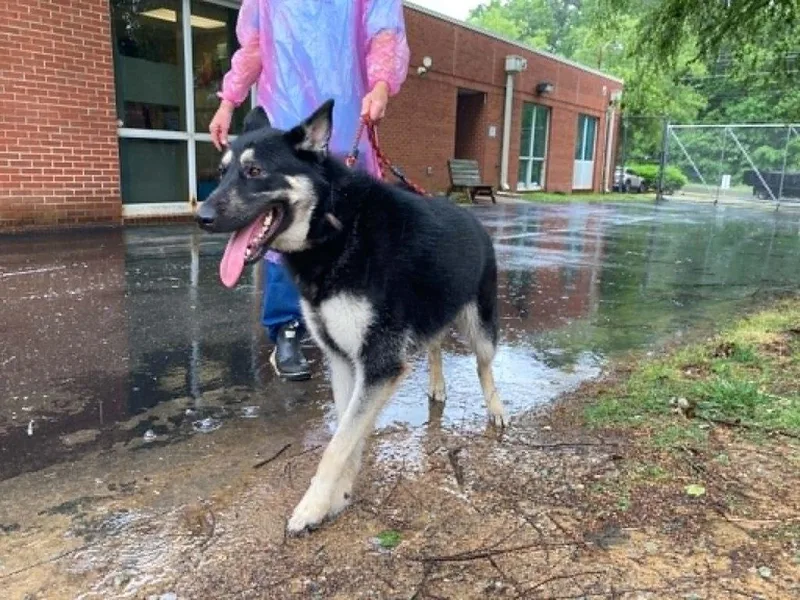 A young large-sized female Mixed Breed dog named Sundae for adoption in Durham, NC