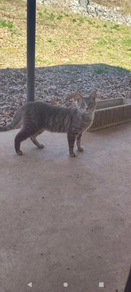 An adult medium-sized male Domestic Short Hair cat named Goose for adoption in Cromwell, KY