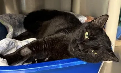 An adult large-sized male Domestic Short Hair cat named Gary for adoption in Venice, FL