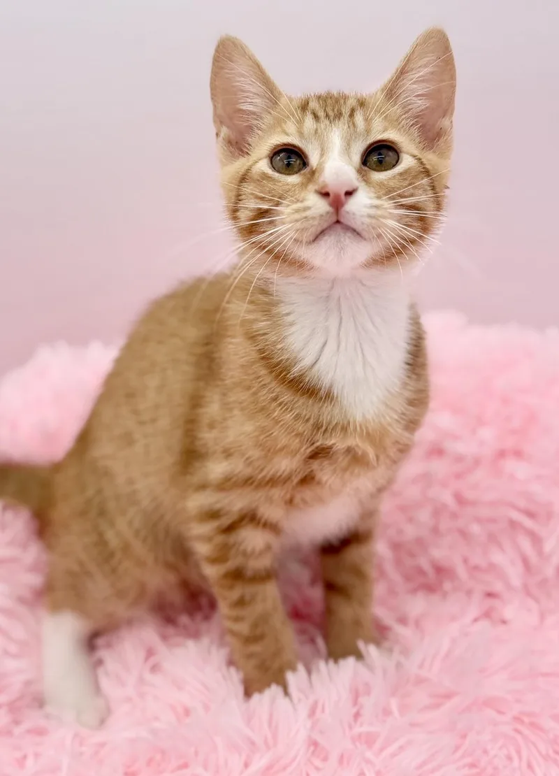 A baby medium-sized male Orange / Red Domestic Short Hair cat named Kimchi for adoption in Covington, LA