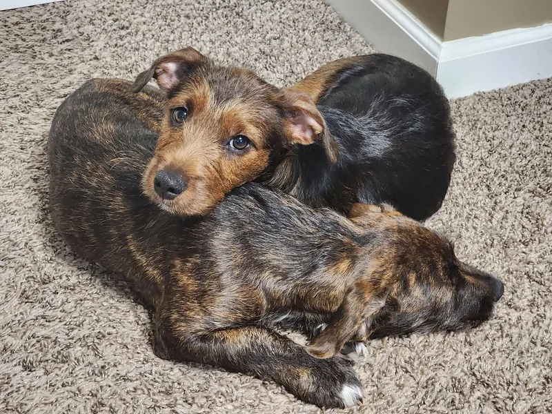 A baby small-sized female Terrier dog named Chloe for adoption in Overland Park, KS