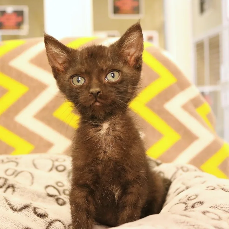 A baby small-sized female Black Domestic Short Hair cat named Rosalina for adoption in Rifle, CO