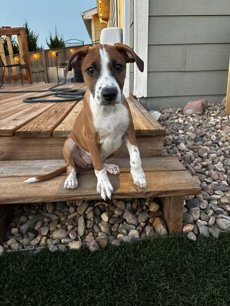 A baby small-sized female Tricolor (Brown, Black, & White) Australian Cattle Dog / Blue Heeler dog named Darcey for adoption in Colorado Springs, CO