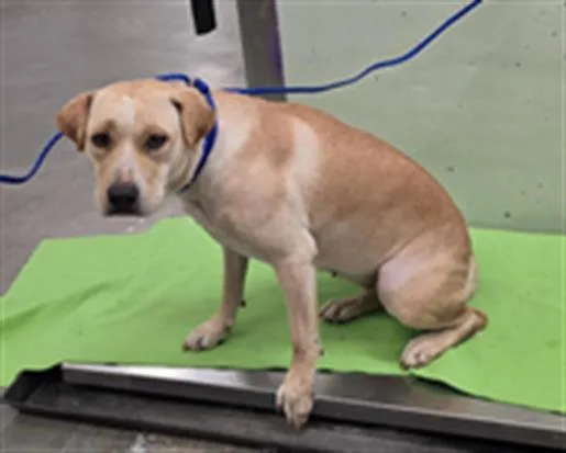 A young large-sized female Labrador Retriever dog named Cami for adoption in Houston, TX