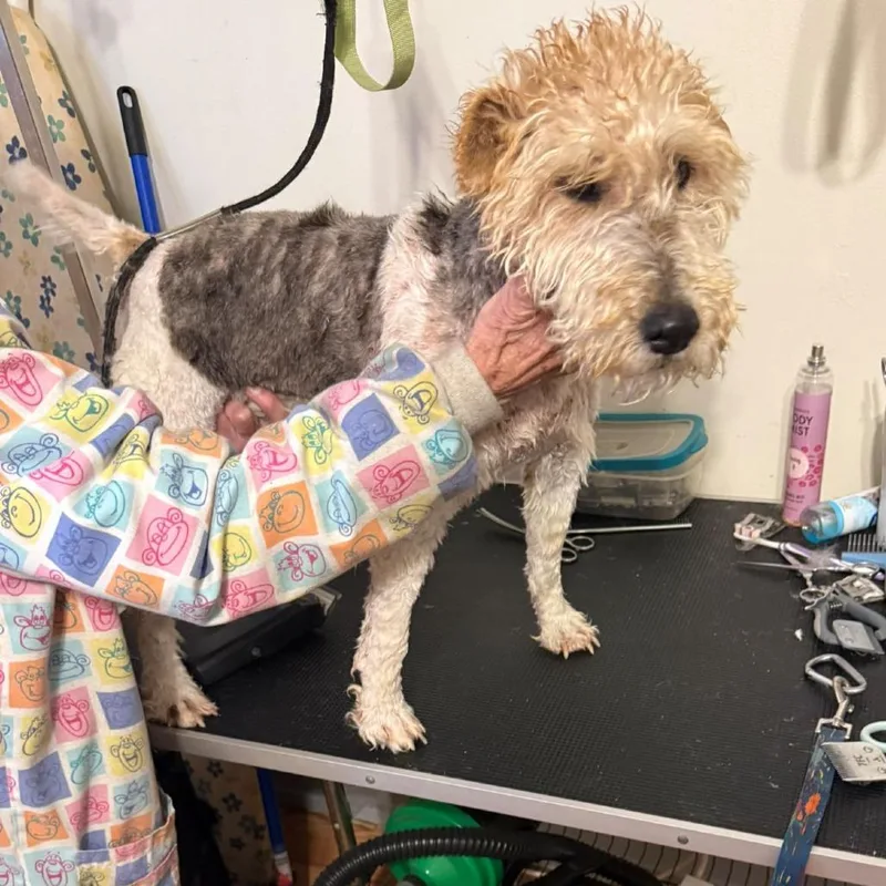 A senior small-sized male White / Cream Wire Fox Terrier dog named Dexter for adoption in Alexandria, VA