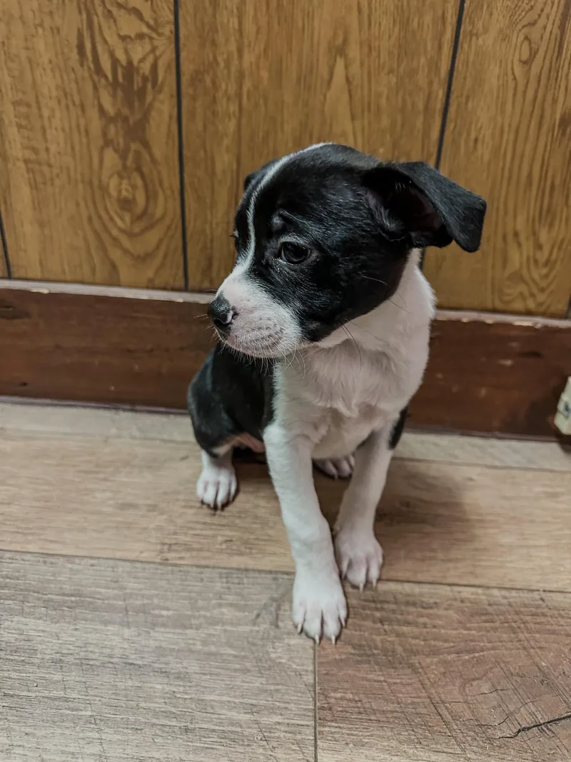 A baby medium-sized female Black Boston Terrier dog named Wednesday for adoption in Charleston , WV
