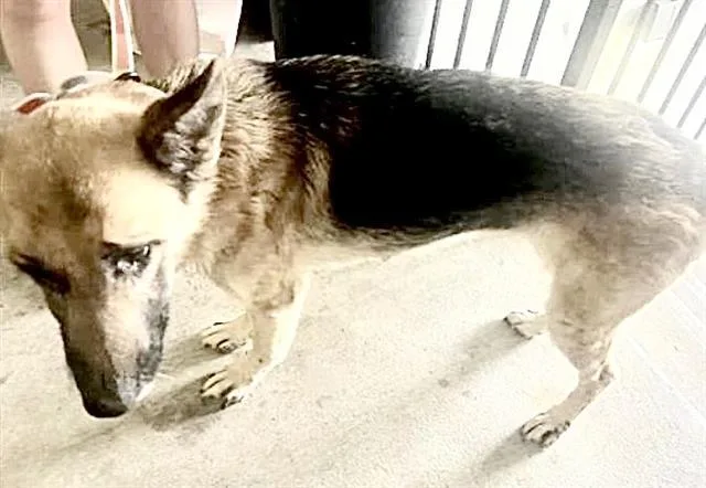 An adult medium-sized female German Shepherd Dog dog named A for adoption in Houston, TX