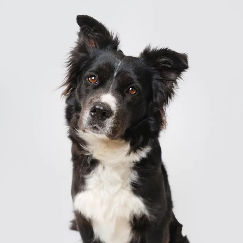 An adult large-sized female Black Collie dog named Storm for adoption in Palm Springs, CA