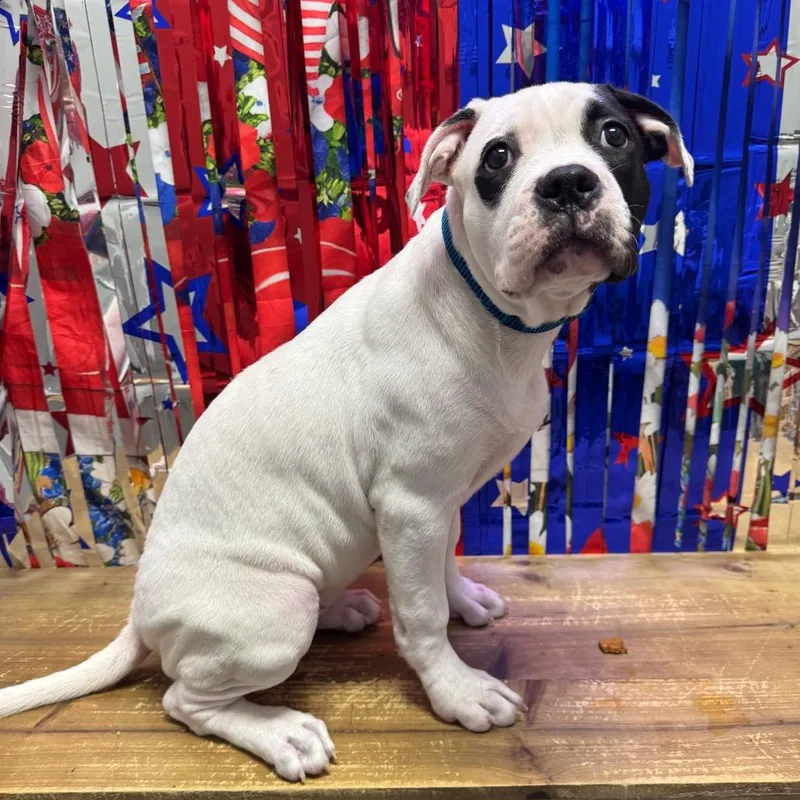 A baby medium-sized female White / Cream Boxer dog named Shoshanna for adoption in Normal, IL