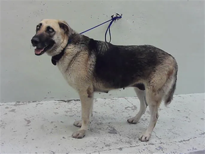 An adult large-sized female German Shepherd Dog dog named Taytay for adoption in Houston, TX