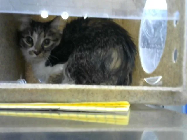 A young medium-sized female Domestic Short Hair cat named Ice Land for adoption in Albuquerque, NM