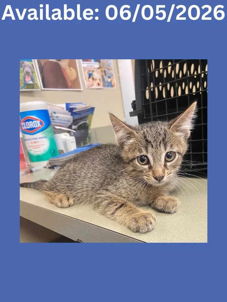 A baby medium-sized male Domestic Short Hair cat named Cat Condo for adoption in Greenville, TX