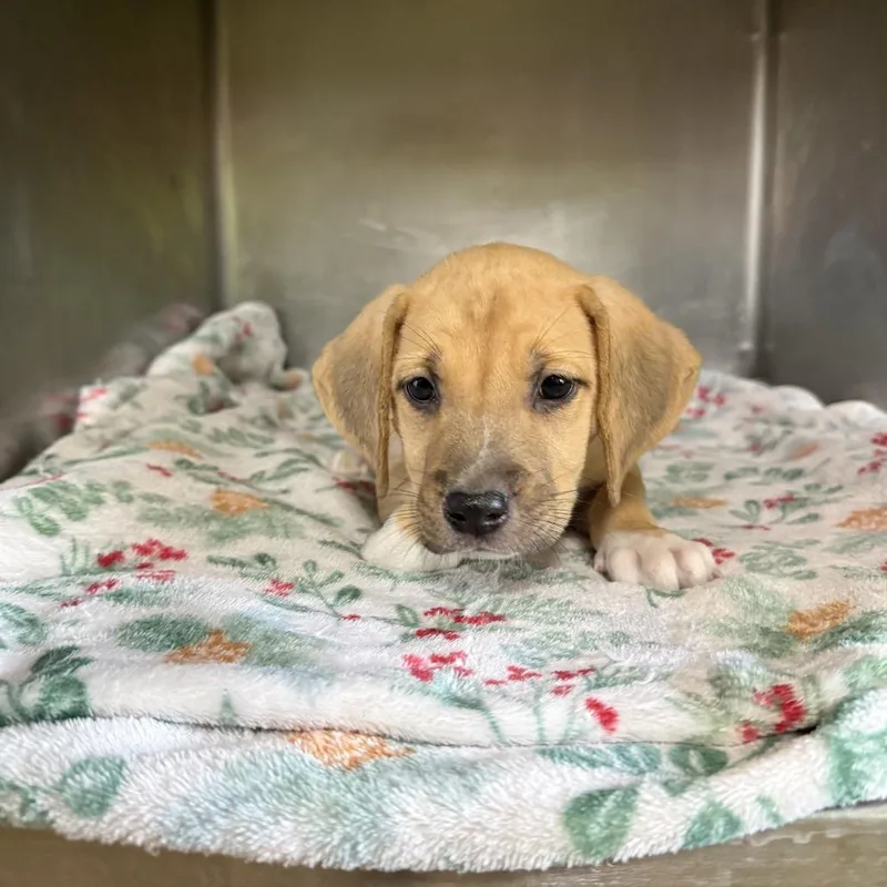A baby medium-sized female Yellow / Tan / Blond / Fawn Hound dog named Sandra Reeves for adoption in LOXAHATCHEE, FL