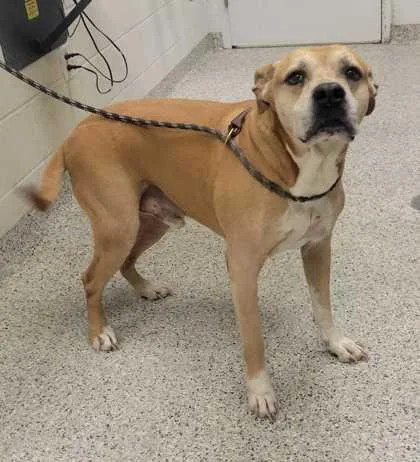 A senior extra large-sized male Yellow / Tan / Blond / Fawn Pit Bull Terrier dog named Farahon for adoption in Kansas City, MO