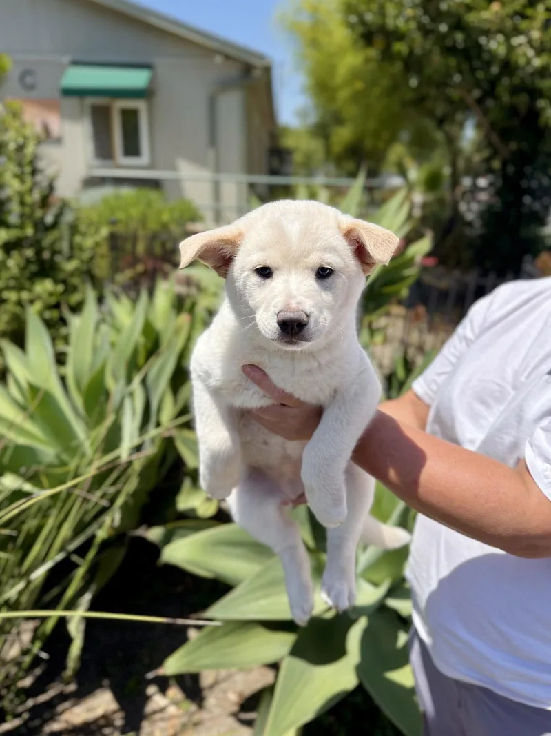 A baby medium-sized female Mixed Breed dog named Marshmallow for adoption in Seal Beach, CA