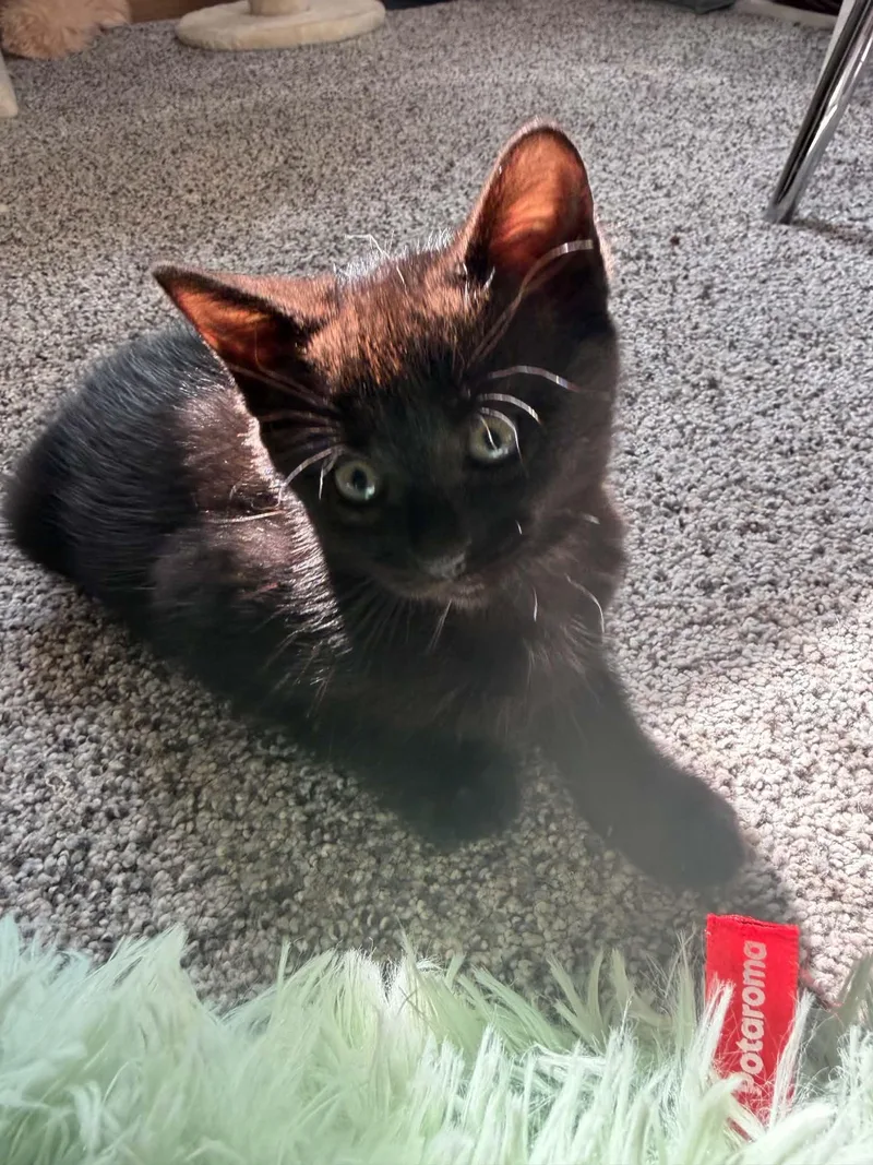 A baby small-sized female Domestic Short Hair cat named Rook for adoption in Milwaukee, WI