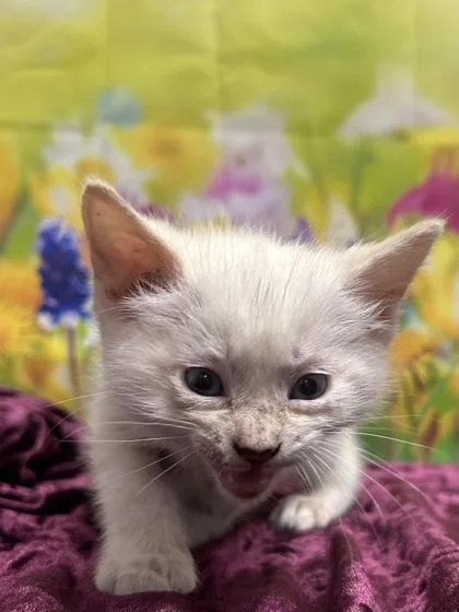 A baby small-sized male Siamese cat named Kellan for adoption in San Antonio, TX