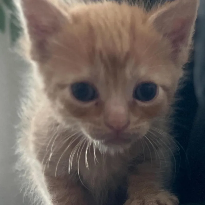 A baby small-sized male Orange / Red Domestic Short Hair cat named Simba for adoption in Lauderhill, FL