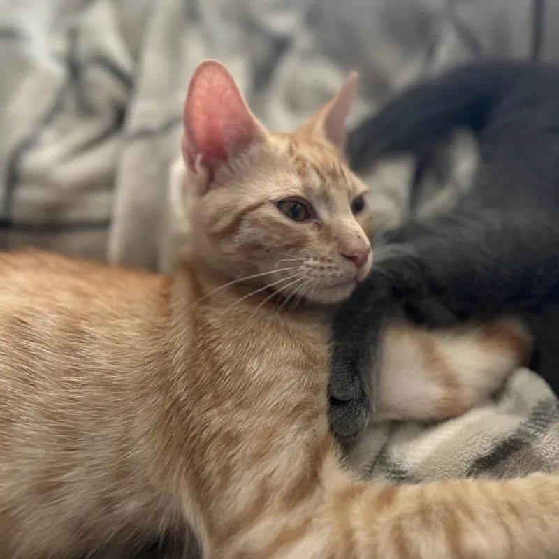 Simba thumbnail 2