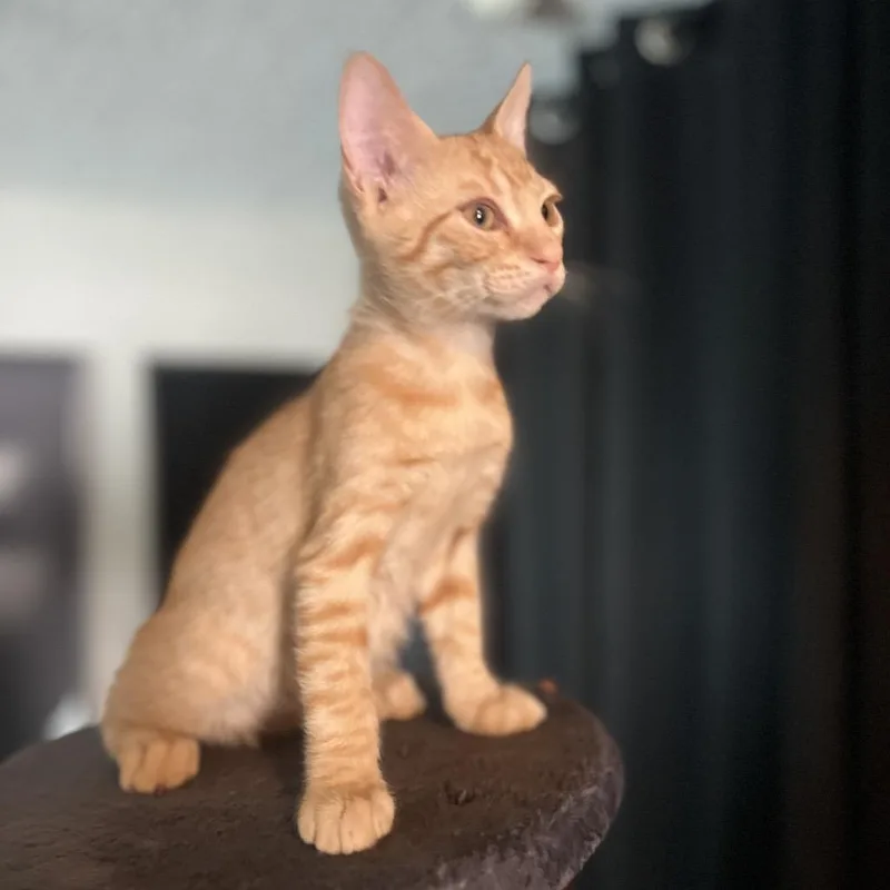 Simba thumbnail 3