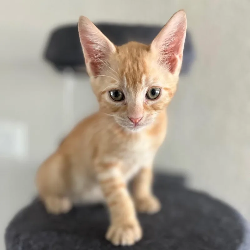 Simba thumbnail 4