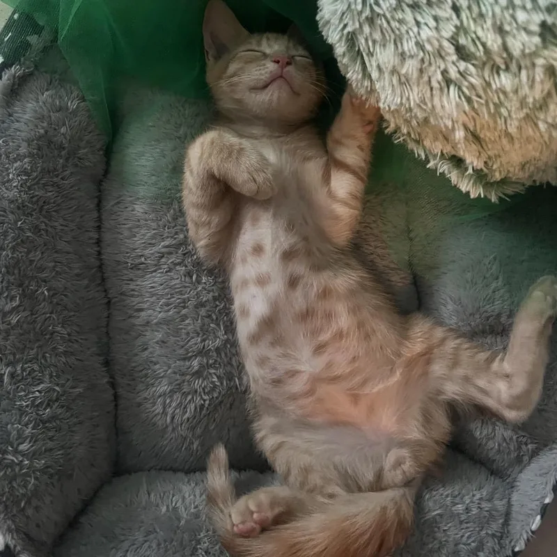 Simba thumbnail 5
