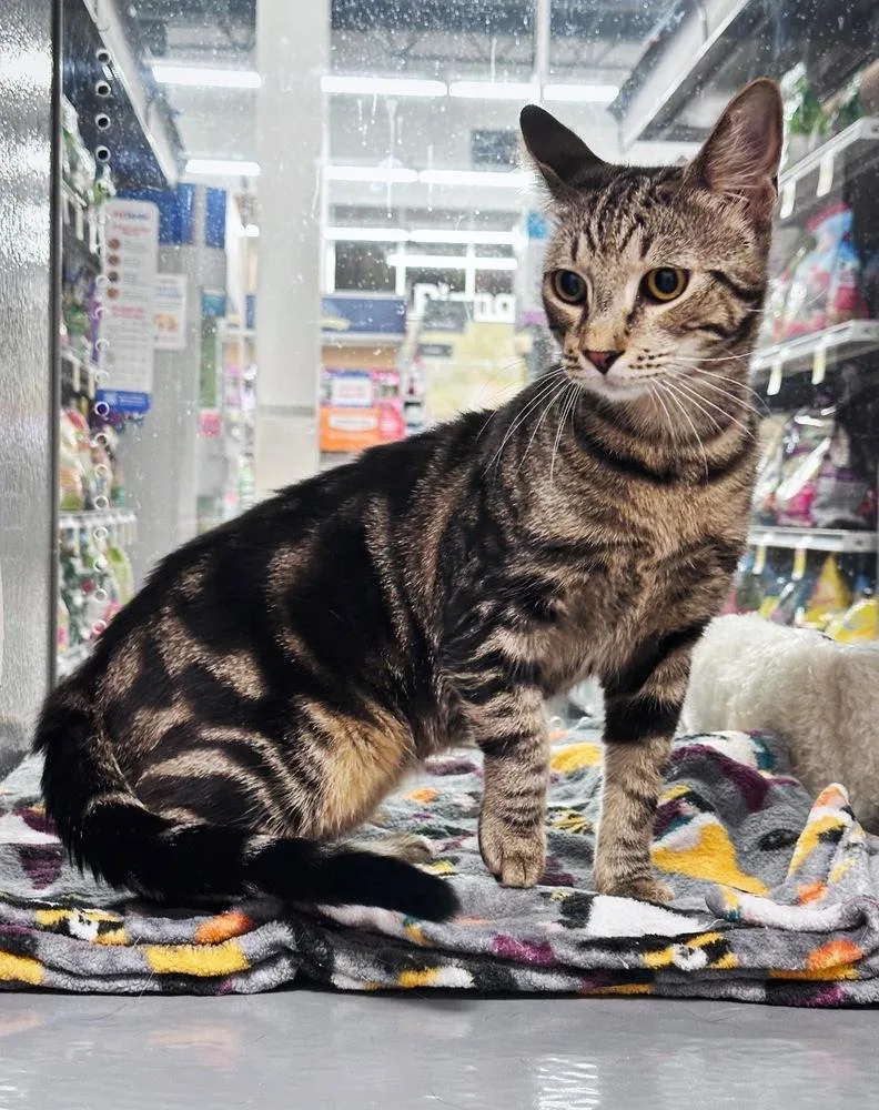 An adult medium-sized male Brown / Chocolate Domestic Short Hair cat named Dewey for adoption in Deltona, FL