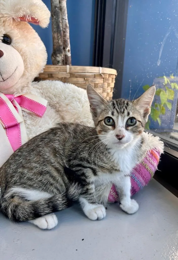 A baby small-sized male Domestic Short Hair cat named Kyle for adoption in Belton, TX