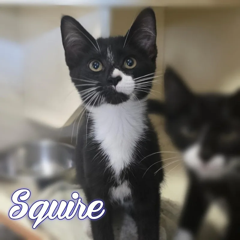 A baby small-sized male Domestic Short Hair cat named Squire for adoption in Hillsboro, OH