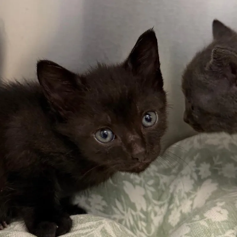 A baby small-sized male Black Domestic Short Hair cat named Tapatio for adoption in Martinsville, VA