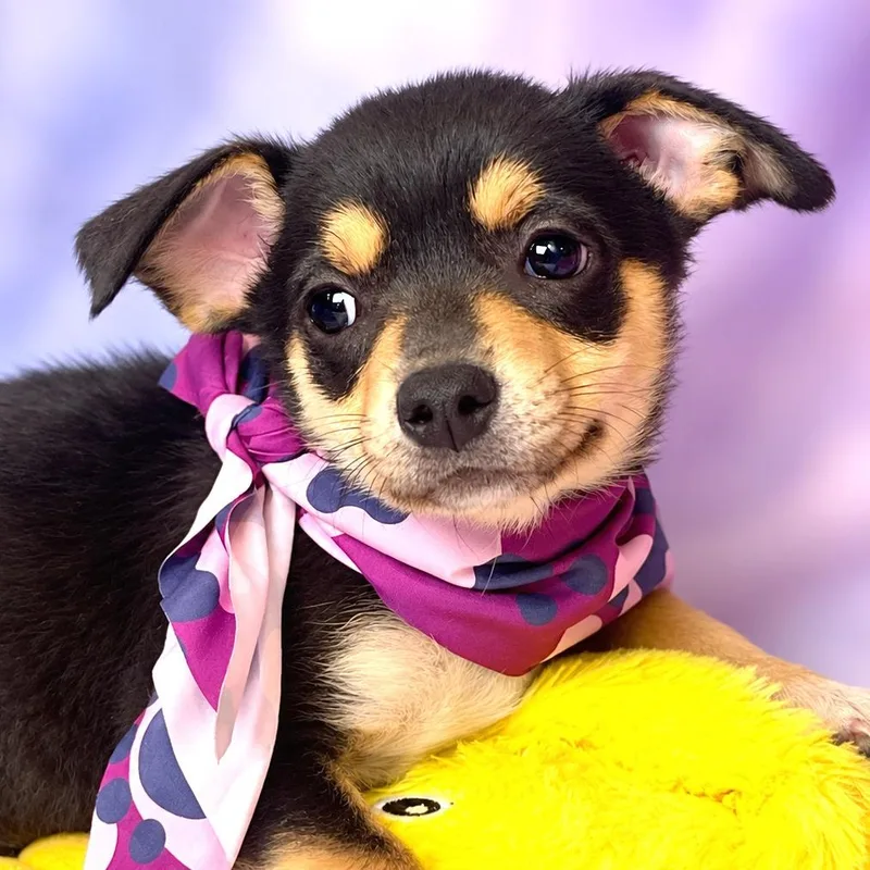 A baby small-sized female Brown / Chocolate Chihuahua dog named Soba for adoption in Boerne, TX