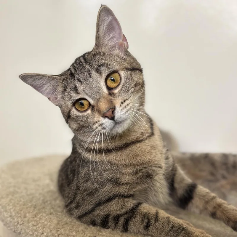 A young small-sized female Brown / Chocolate Domestic Short Hair cat named Stock for adoption in Chicago, IL