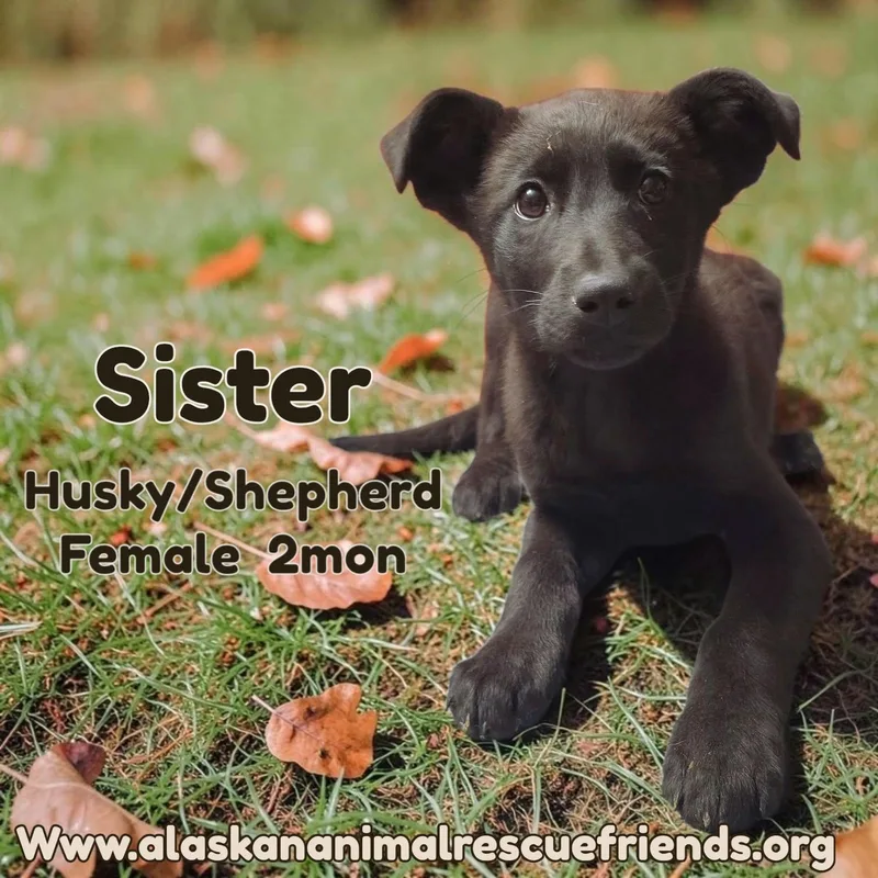 A baby large-sized female Shepherd dog named Sister for adoption in Anchorage, AK