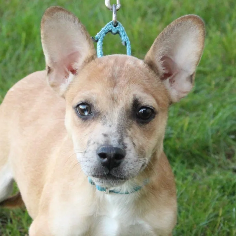 A baby small-sized female French Bulldog dog named Zoe for adoption in Eaton, OH