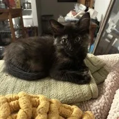 A baby small-sized female Black Domestic Short Hair cat named Lottie for adoption in Spokane, WA