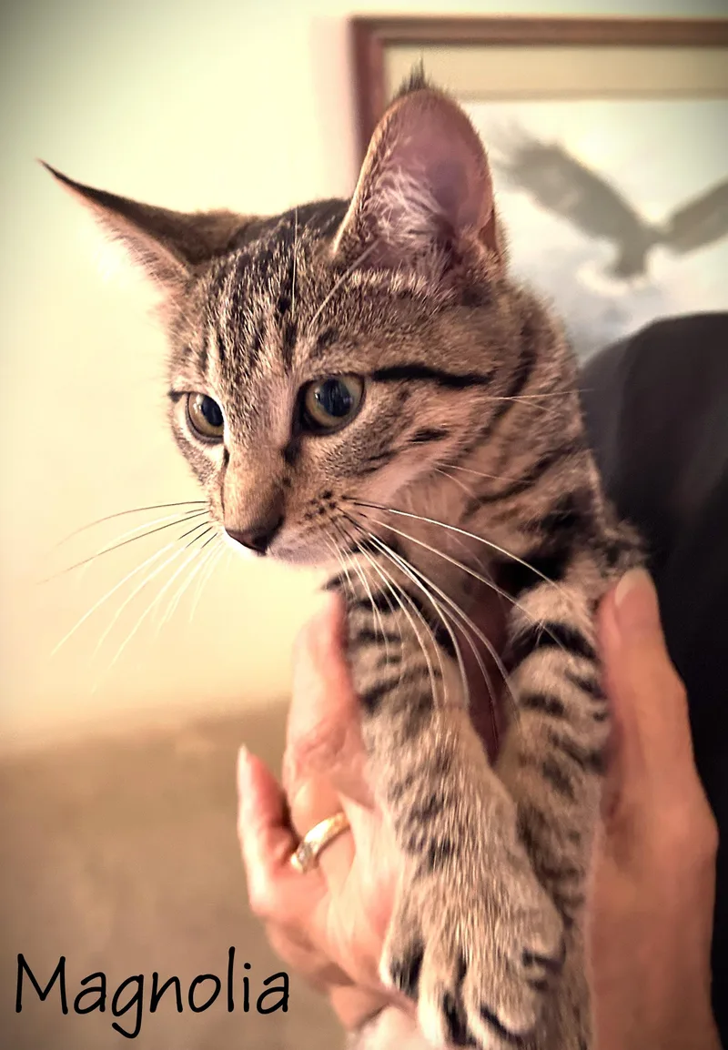 A baby small-sized female Tabby (Gray / Blue / Silver) Domestic Short Hair cat named Magnolia for adoption in Mankato, MN
