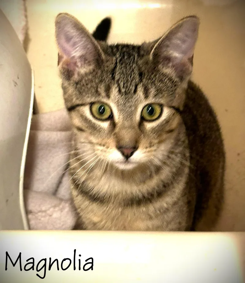 Magnolia thumbnail 2