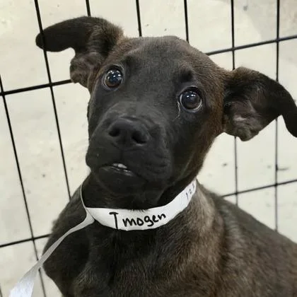 Imogen