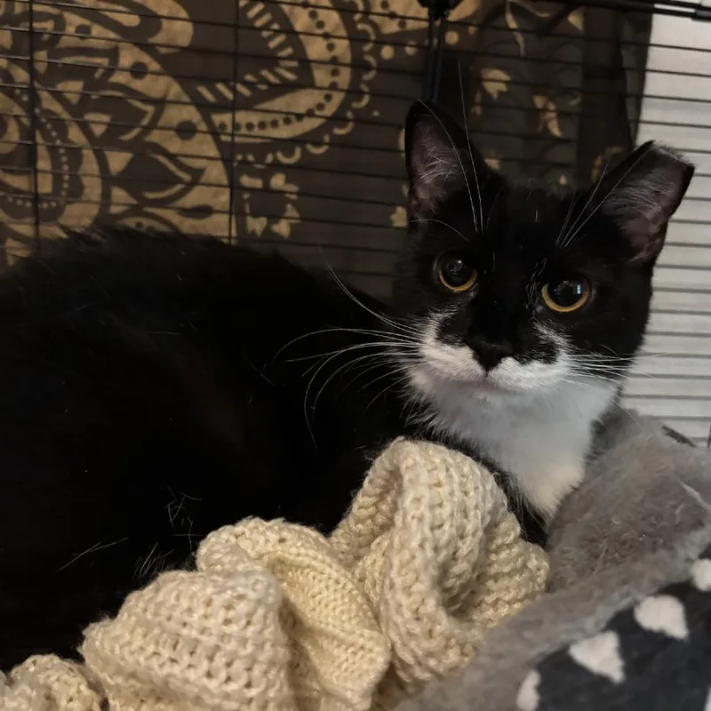 An adult small-sized female Black Domestic Short Hair cat named Buffy for adoption in Johnstown, PA