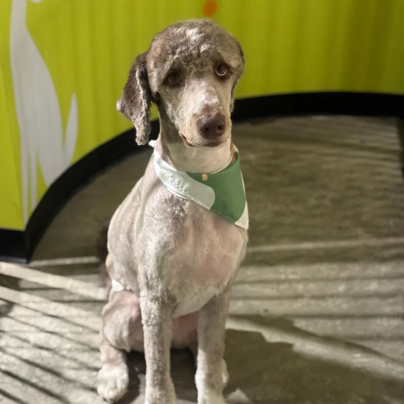 An adult large-sized male Poodle dog named Cory for adoption in New York, NY