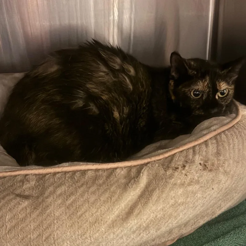 An adult medium-sized female Tortoiseshell Domestic Medium Hair cat named Dollop of Daisy for adoption in York, PA