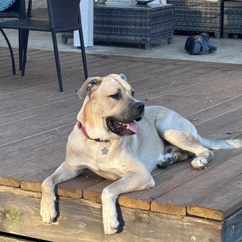 An adult large-sized male Apricot / Beige Anatolian Shepherd dog named Big Mac for adoption in Pflugerville, TX
