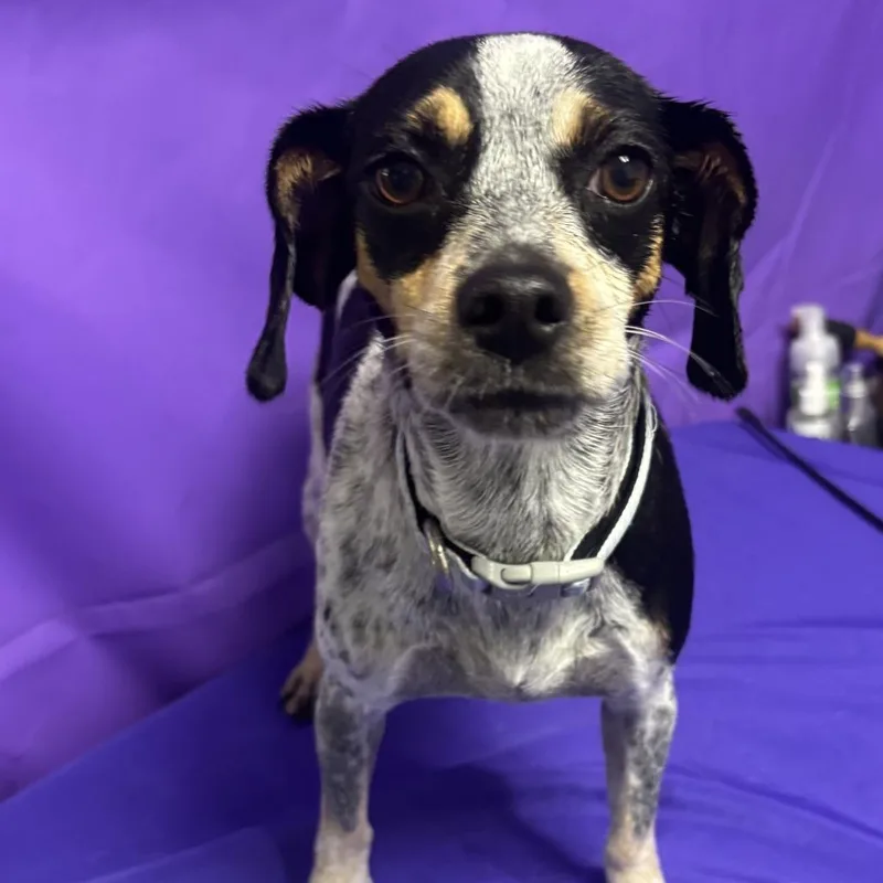 A young small-sized female Black Bluetick Coonhound dog named Tilaka for adoption in North Myrtle Beach, SC