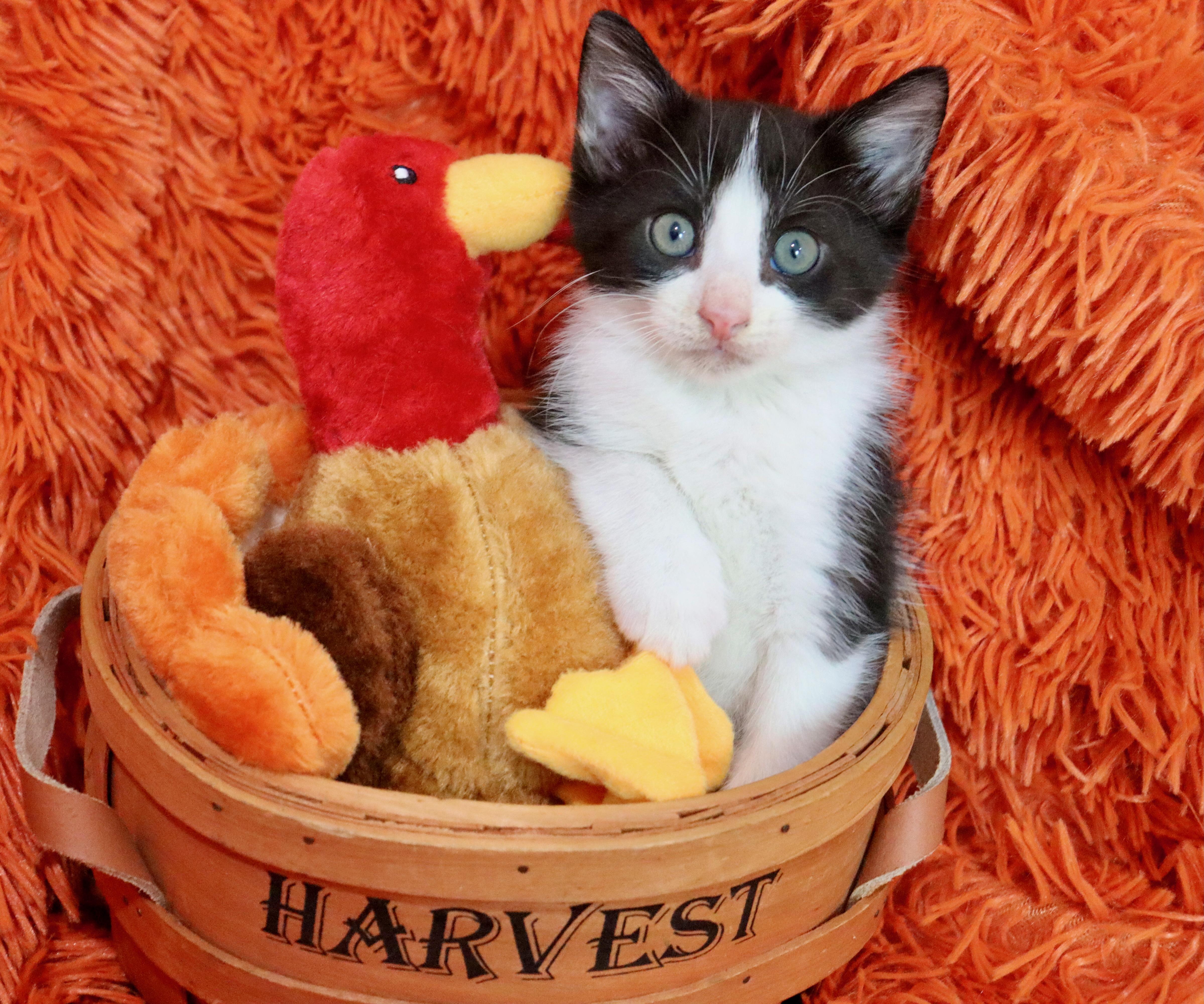 A baby medium-sized male Tuxedo cat named Butch Cassidy for adoption in Saint Augustine, FL